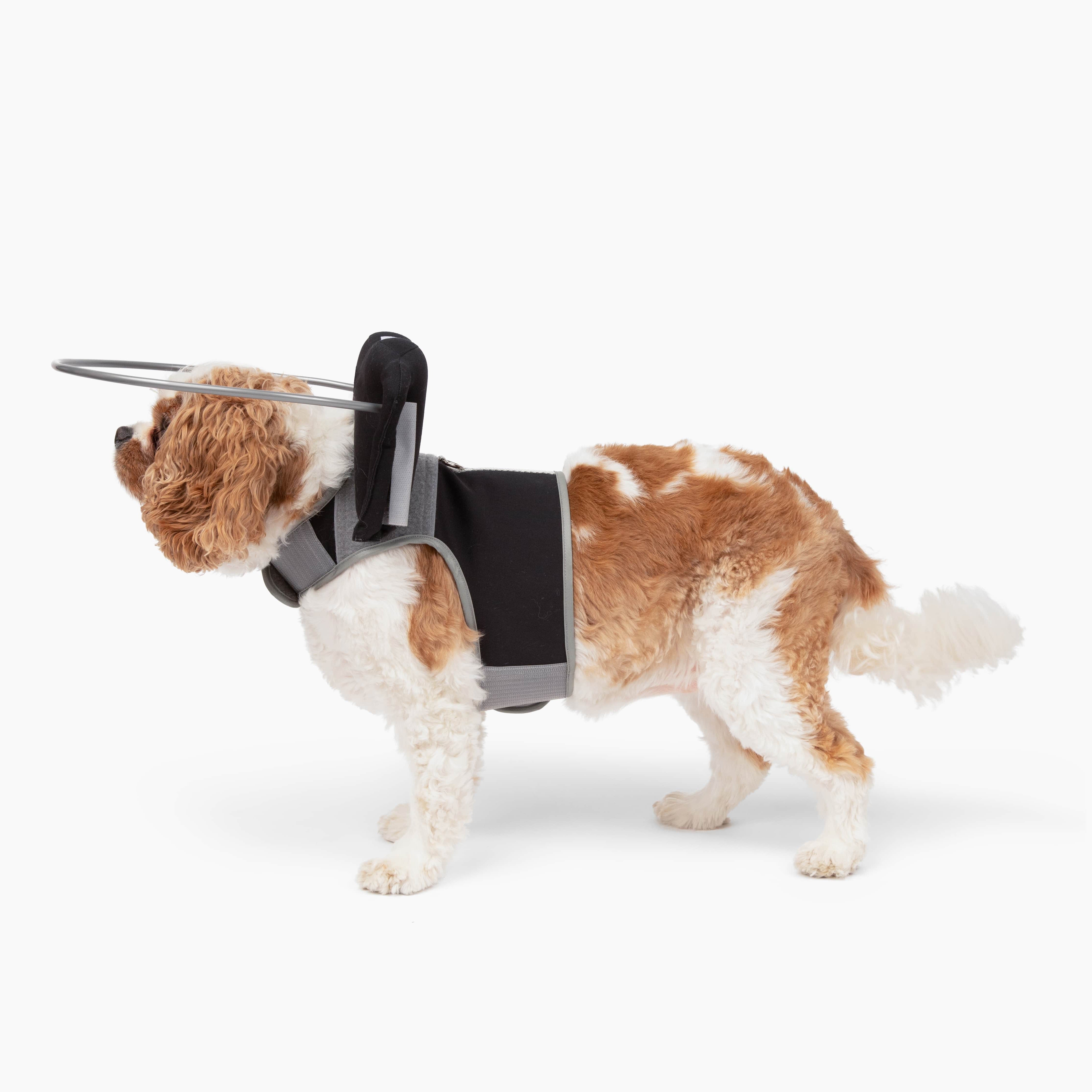 Blind dog vest clearance harness