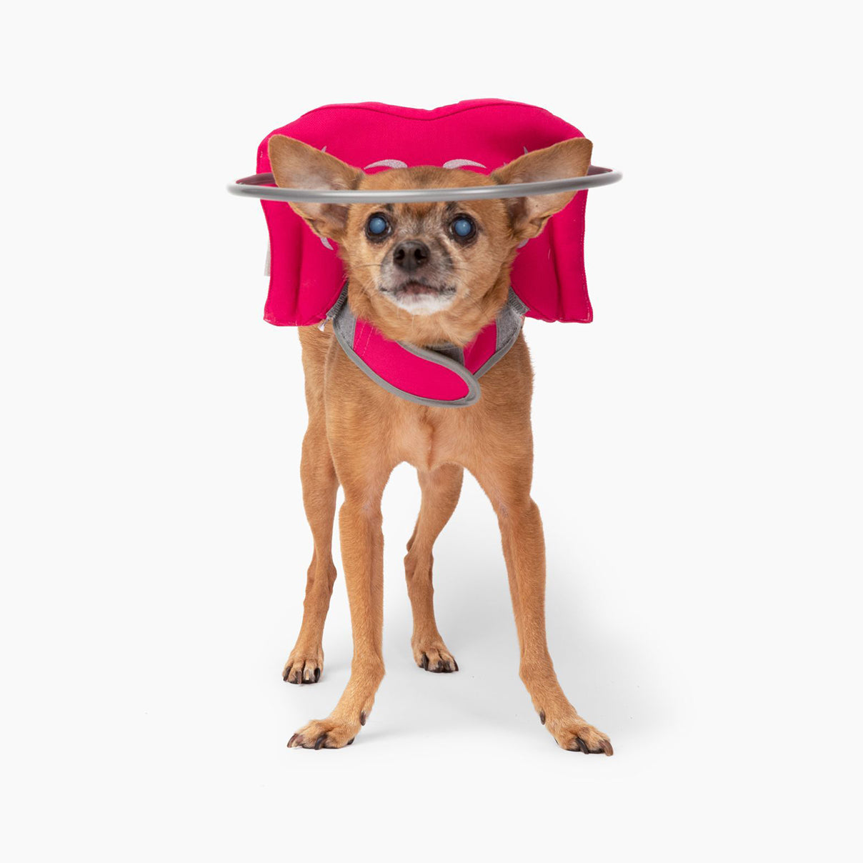 Blind dog gear sales