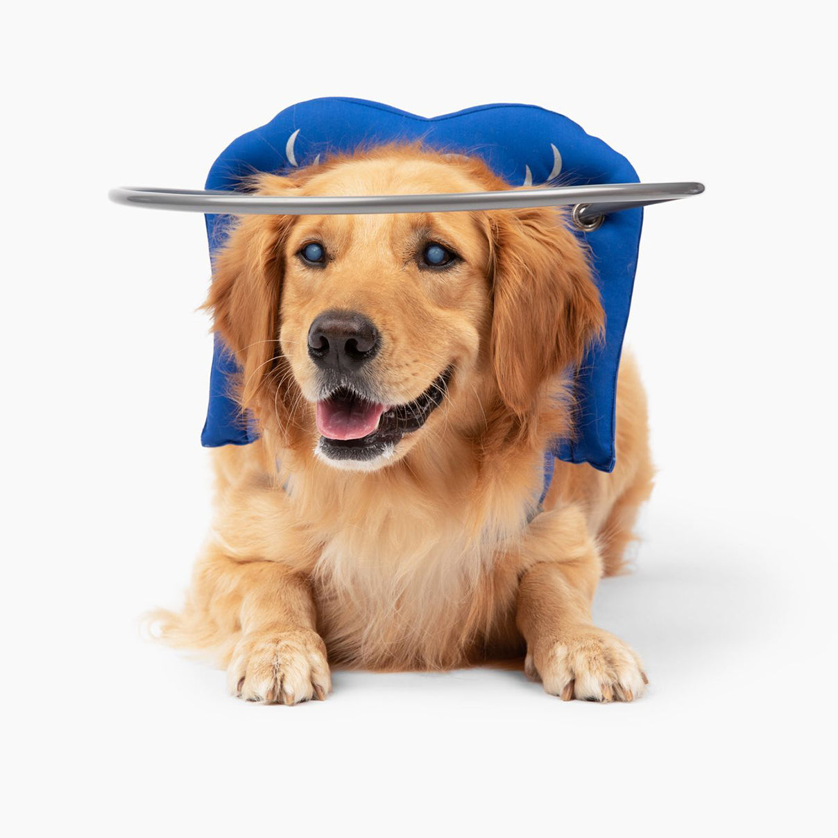 Bumper hats for outlet blind dogs